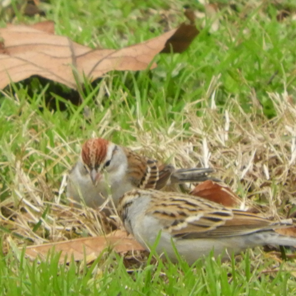 Chipping Sparrow - ML613631167