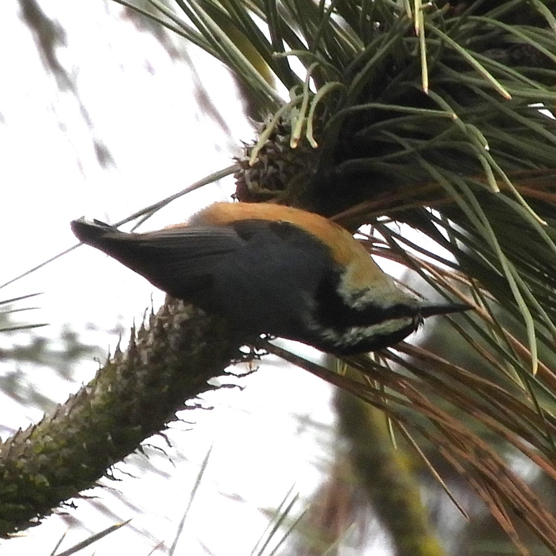 Red-breasted Nuthatch - ML613631183