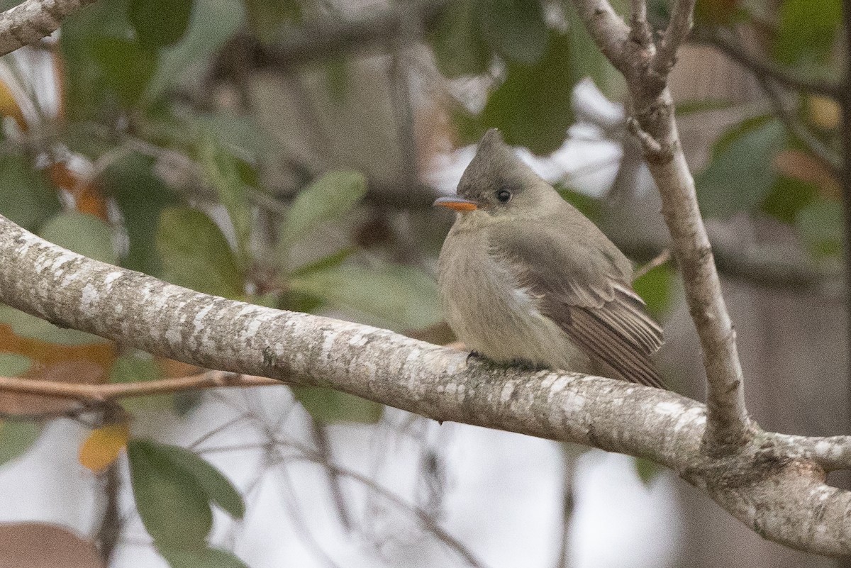 Greater Pewee - ML613631456