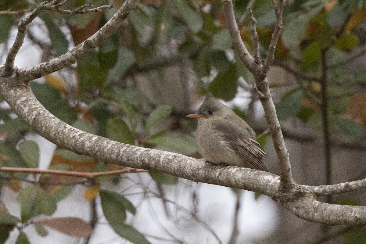 Greater Pewee - ML613631457
