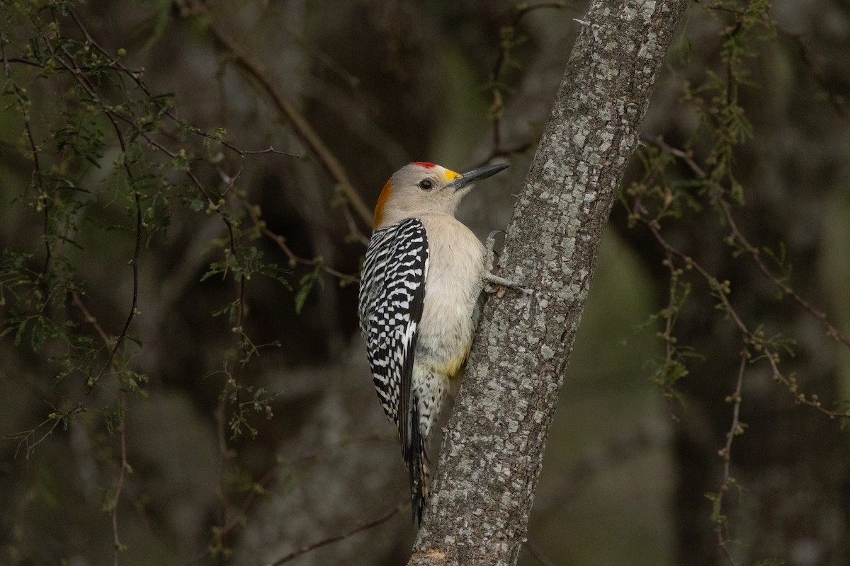 Golden-fronted Woodpecker - ML613631475