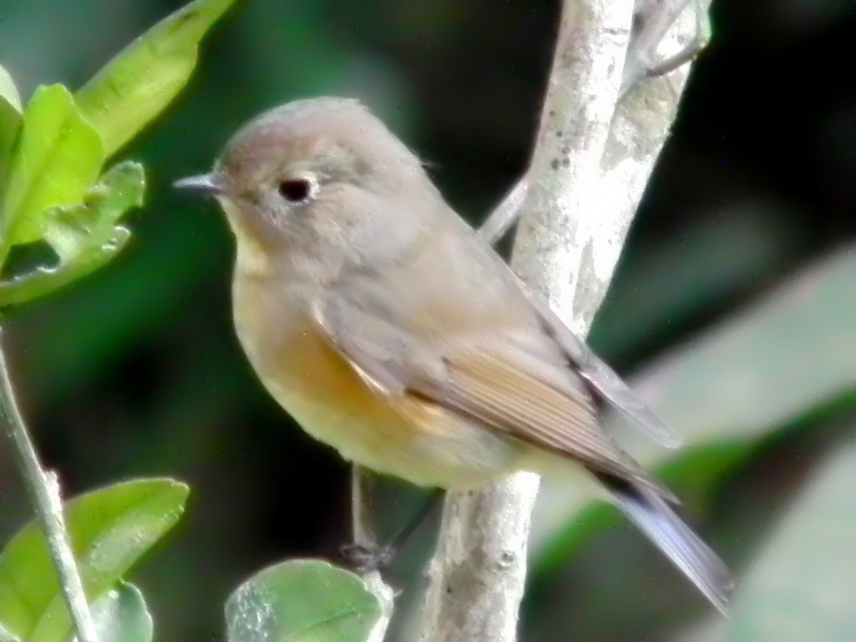Red-flanked Bluetail - ML613631731