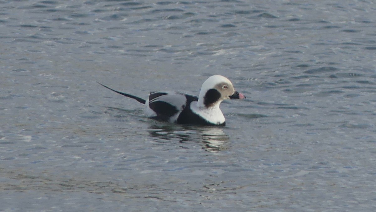 Long-tailed Duck - ML613631802