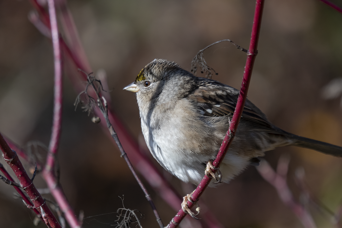 Golden-crowned Sparrow - ML613631816