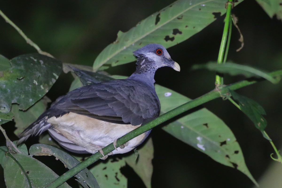 Thick-billed Ground-Pigeon - Joshua Bergmark | Ornis Birding Expeditions