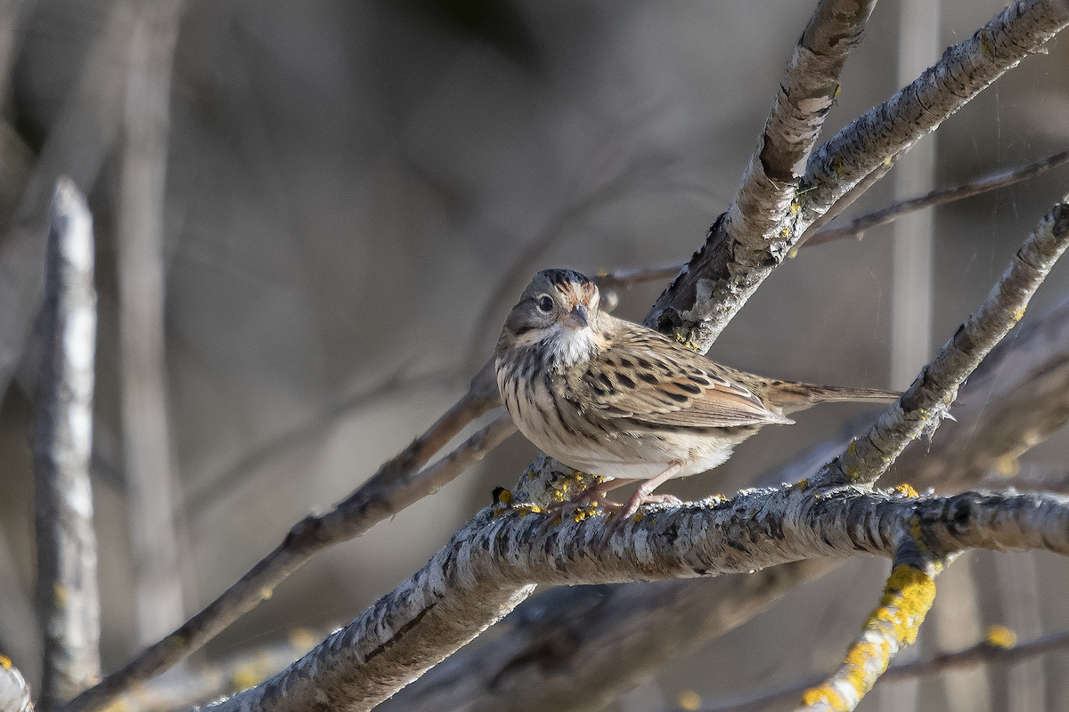 Savannah Sparrow - ML613631872