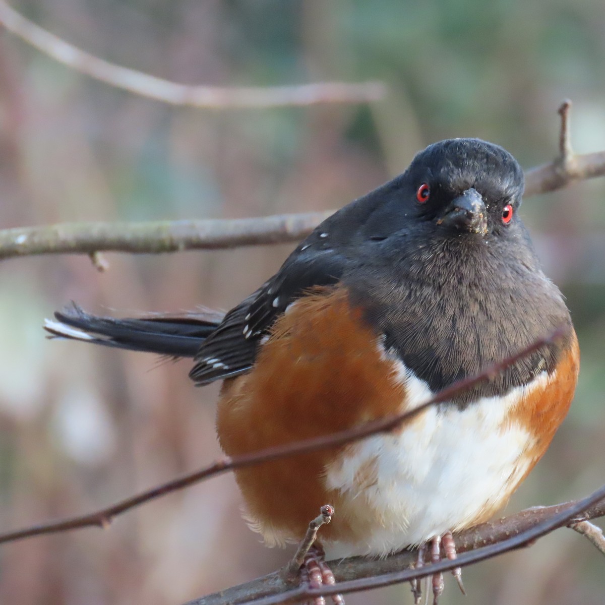 Spotted Towhee - ML613631879