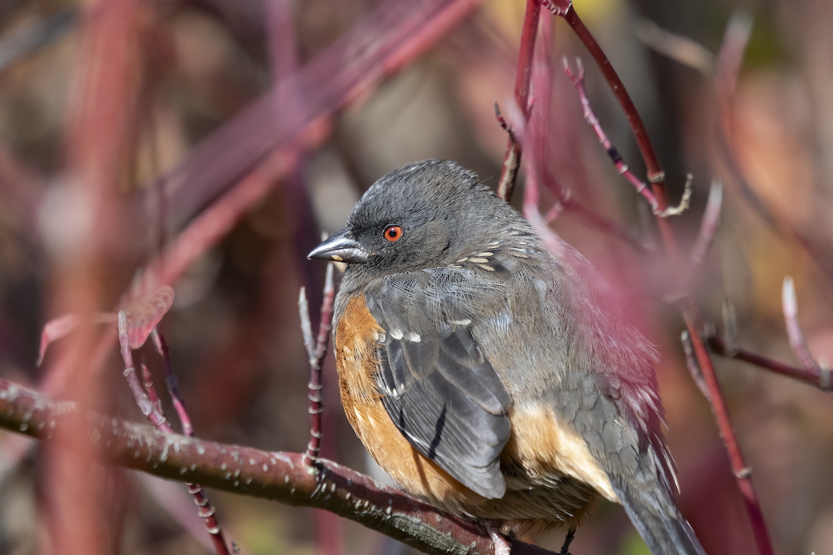 Spotted Towhee - ML613631893