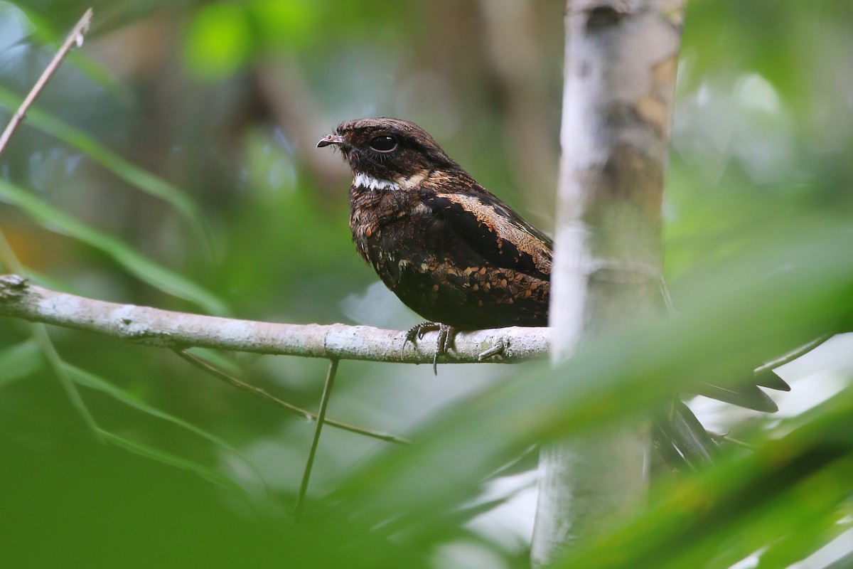 Papuan Nightjar - Joshua Bergmark | Ornis Birding Expeditions