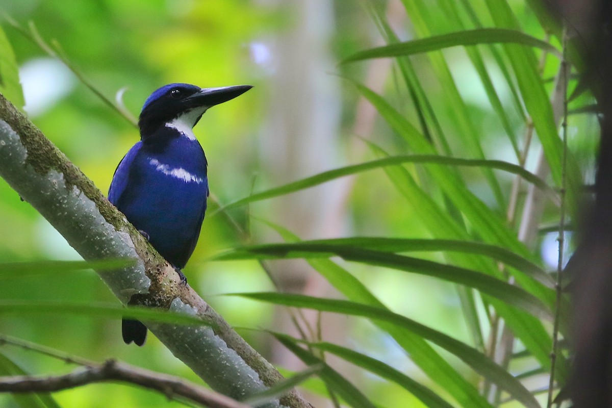 Blue-black Kingfisher - Joshua Bergmark | Ornis Birding Expeditions