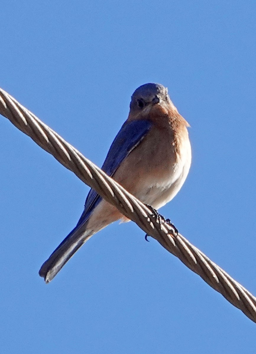 Eastern Bluebird (Mexican) - ML613632019