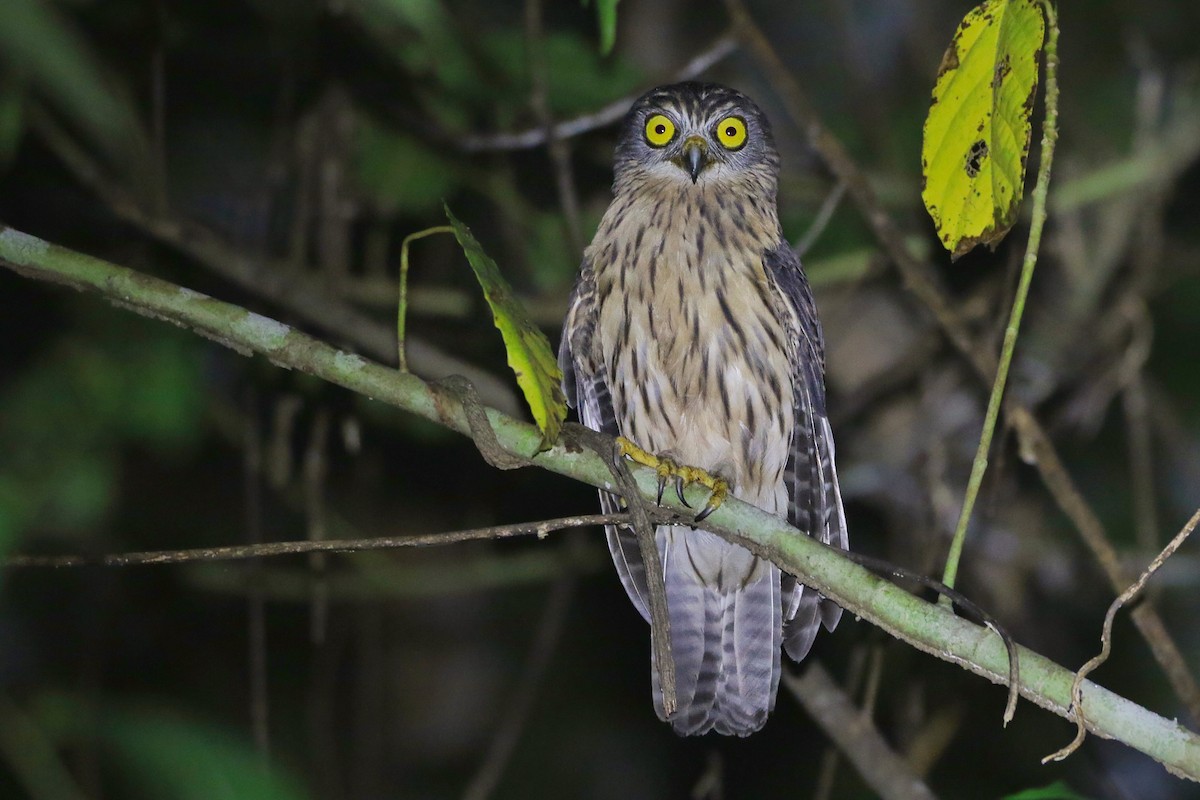Papuan Owl - ML613632032