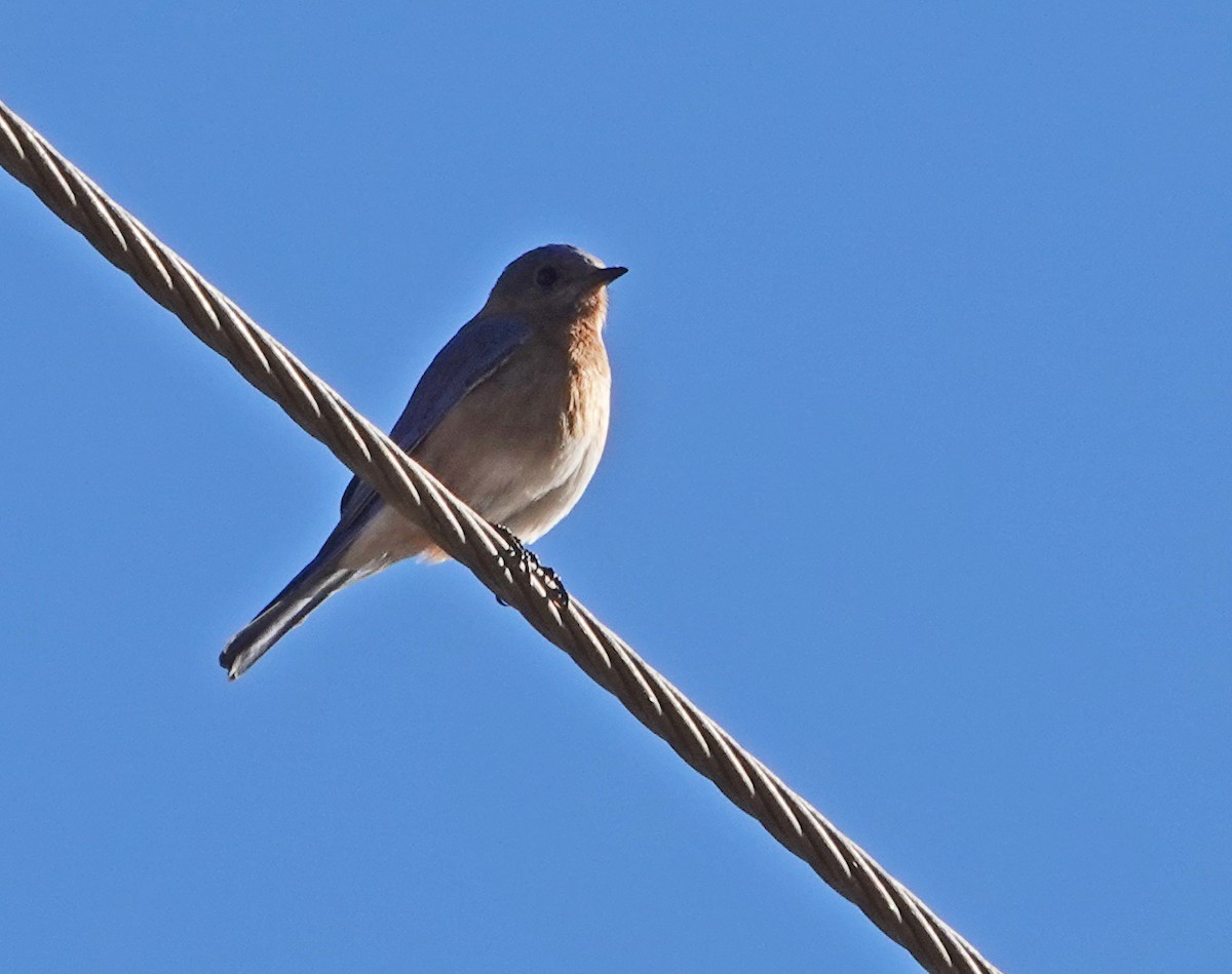Eastern Bluebird (Mexican) - ML613632116