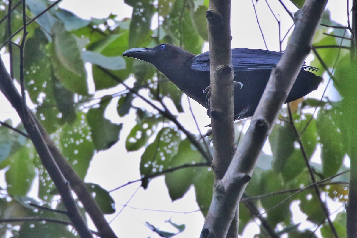 Brown-headed Crow - Joshua Bergmark | Ornis Birding Expeditions