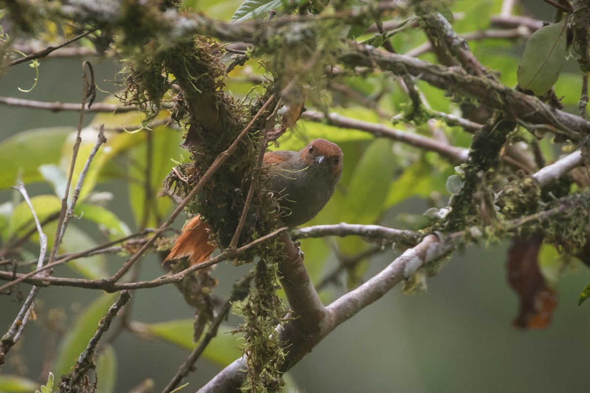 Red-faced Spinetail - ML613632238