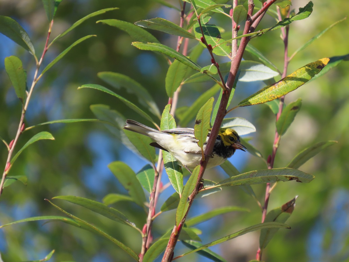 Black-throated Green Warbler - ML613632287