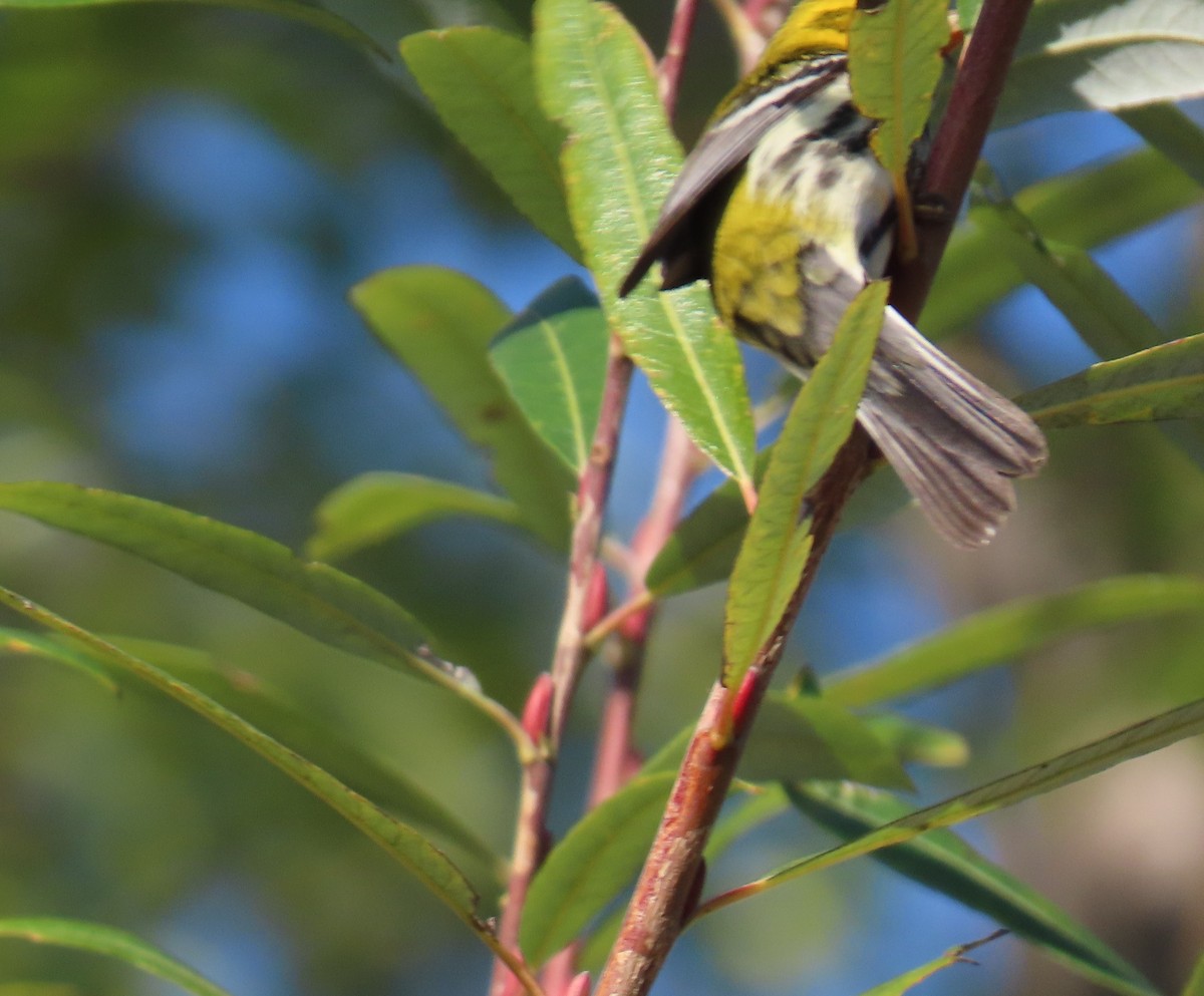 Black-throated Green Warbler - ML613632292