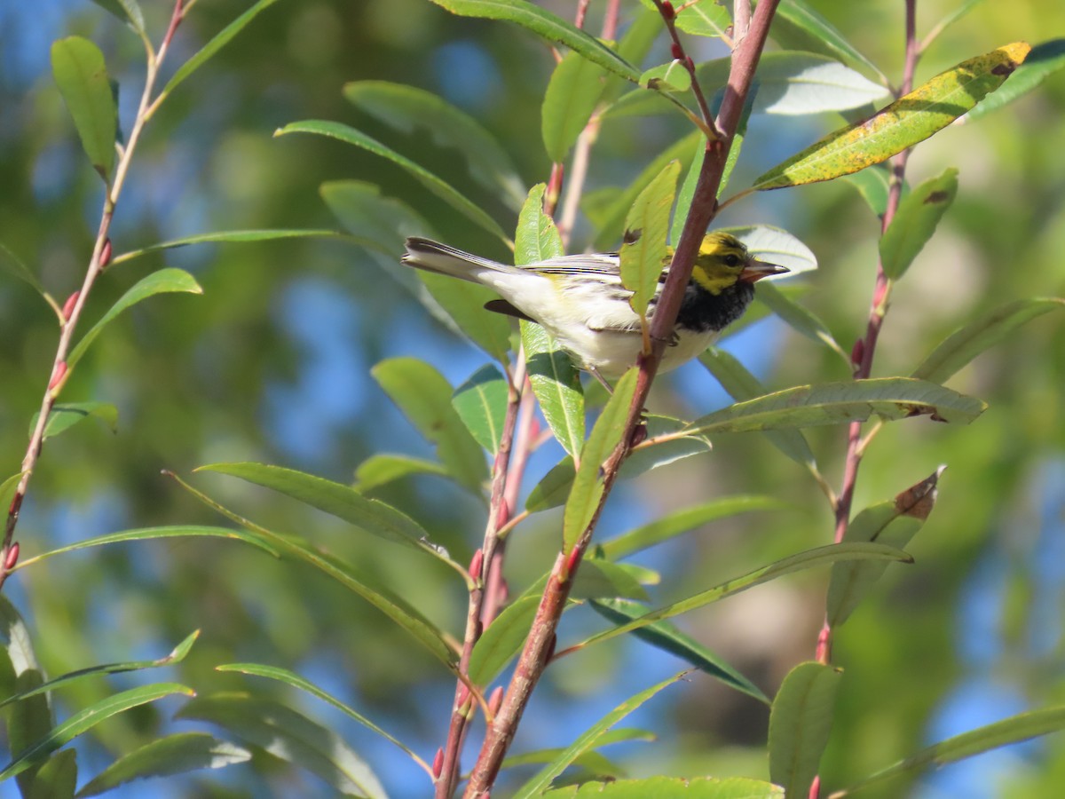 Black-throated Green Warbler - ML613632302