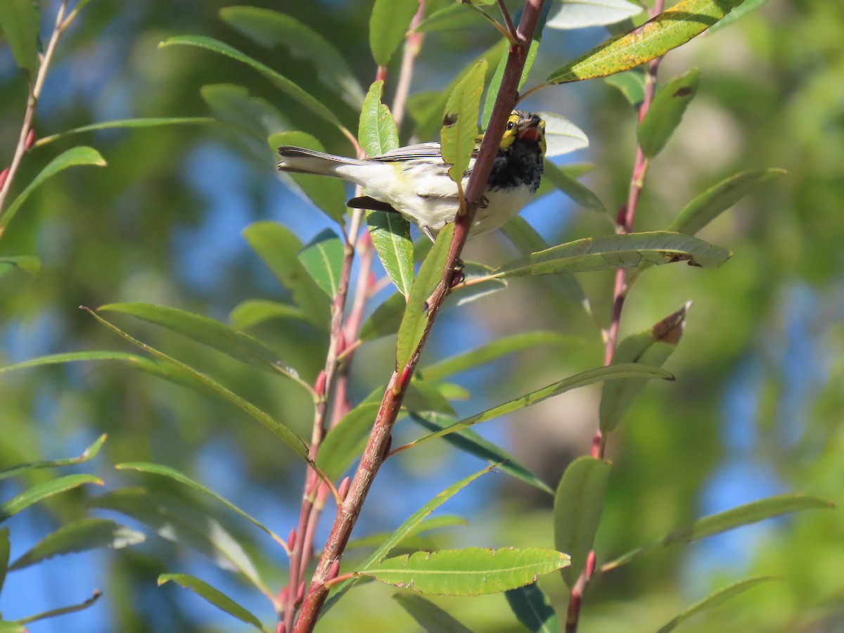 Black-throated Green Warbler - ML613632306