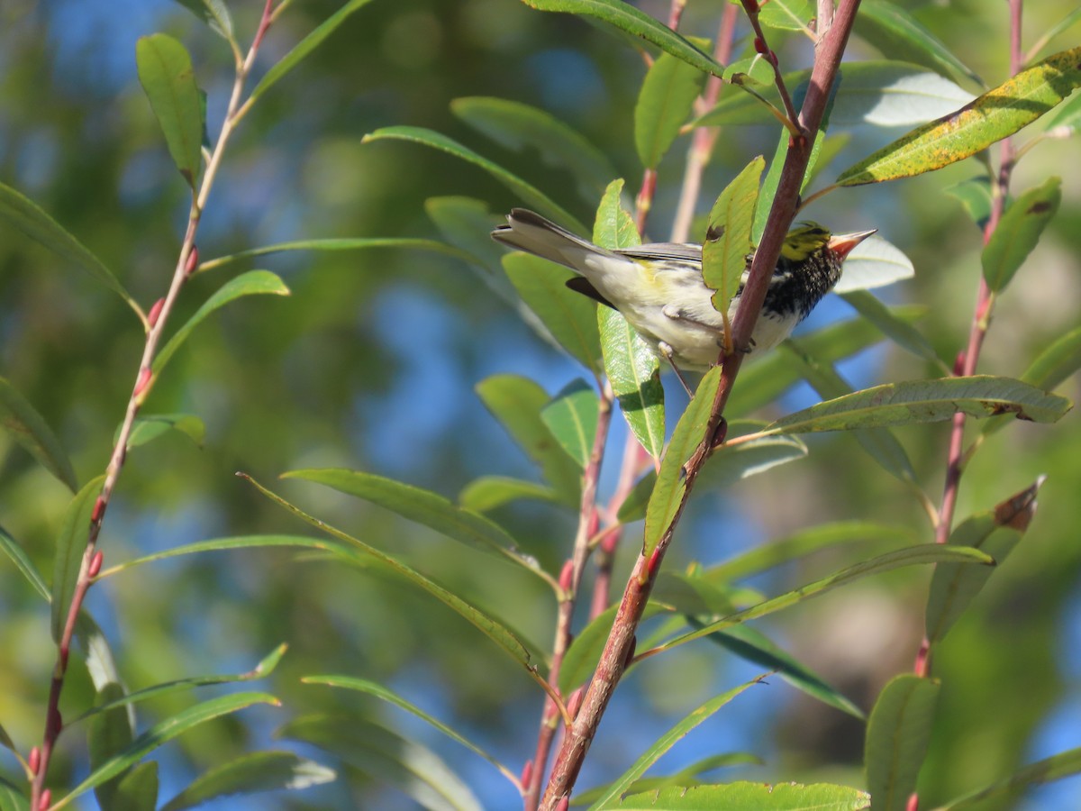 Black-throated Green Warbler - ML613632366