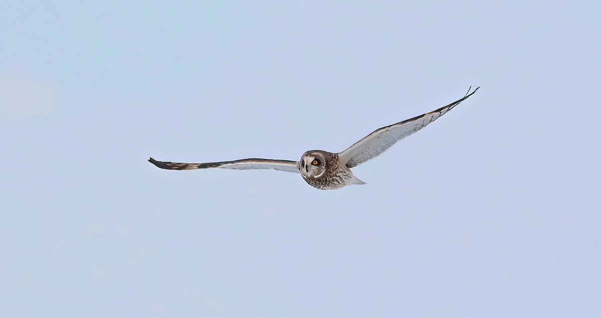 Short-eared Owl - ML613632425