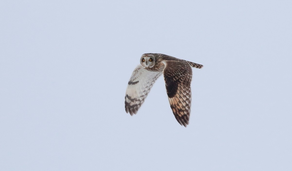 Short-eared Owl - ML613632524