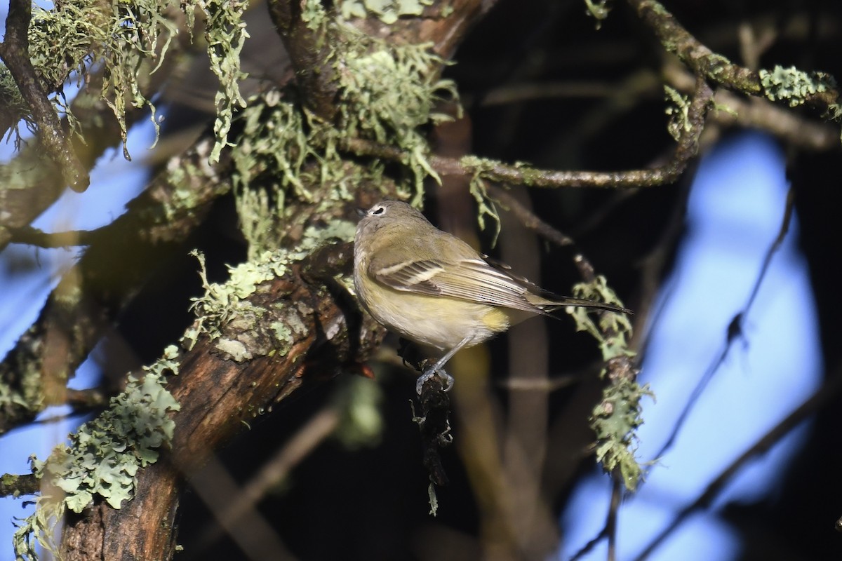 Cassin's Vireo - Brian Browne