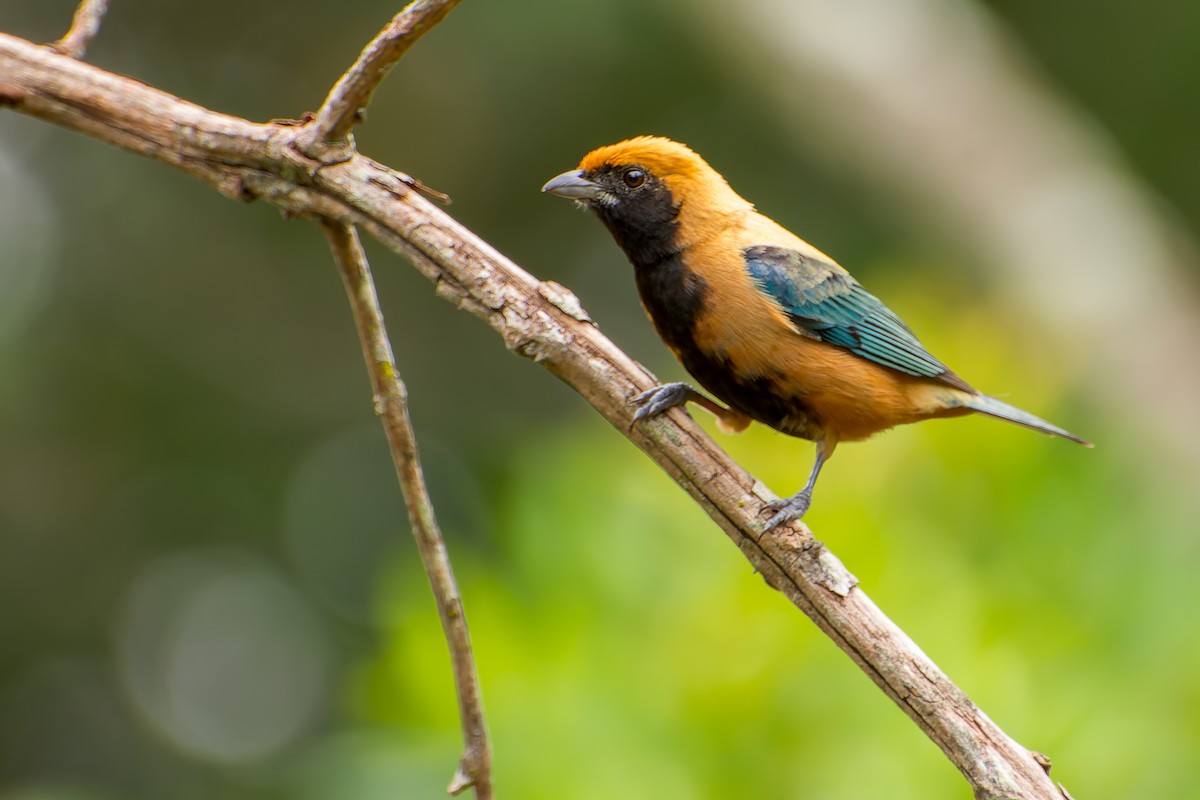 Burnished-buff Tanager - ML613633008