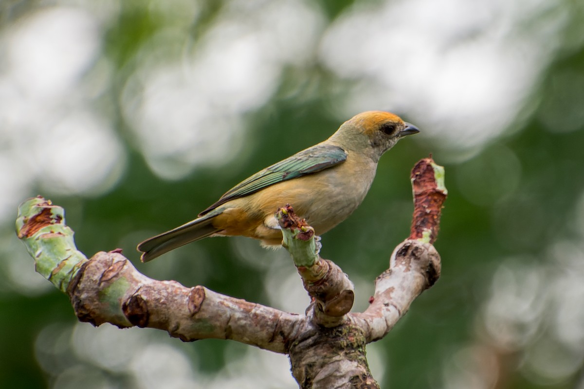 Burnished-buff Tanager - ML613633009