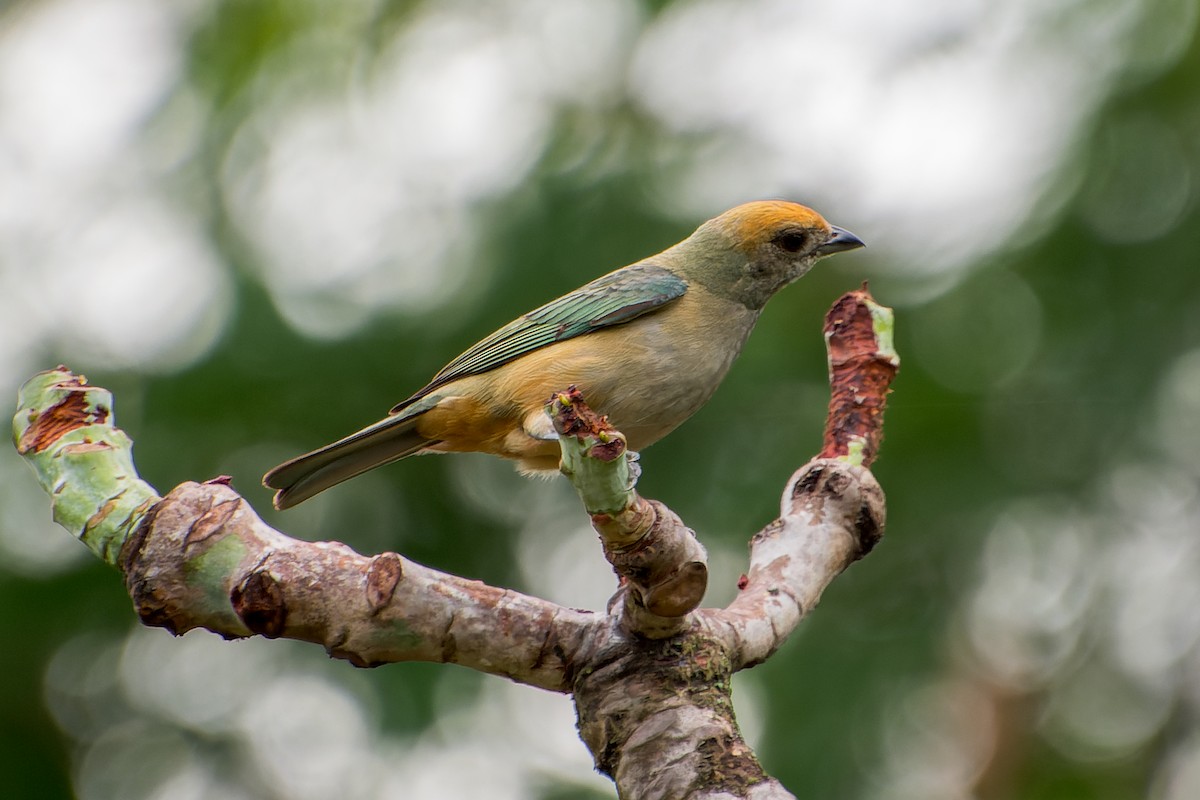 Burnished-buff Tanager - ML613633010