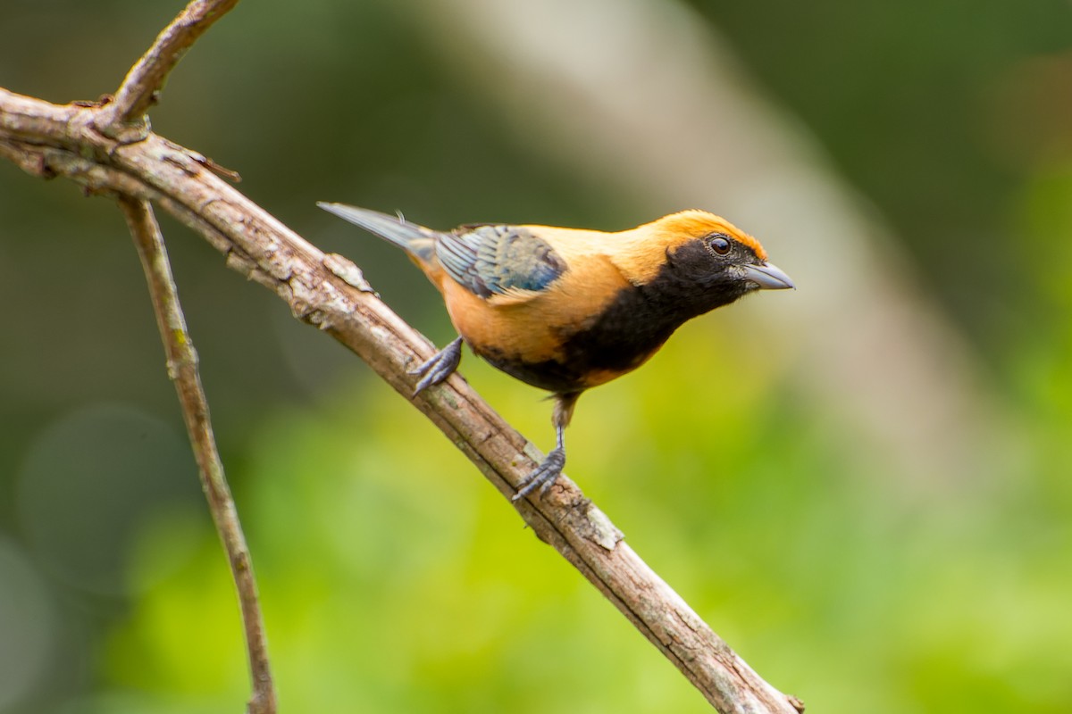 Burnished-buff Tanager - ML613633011