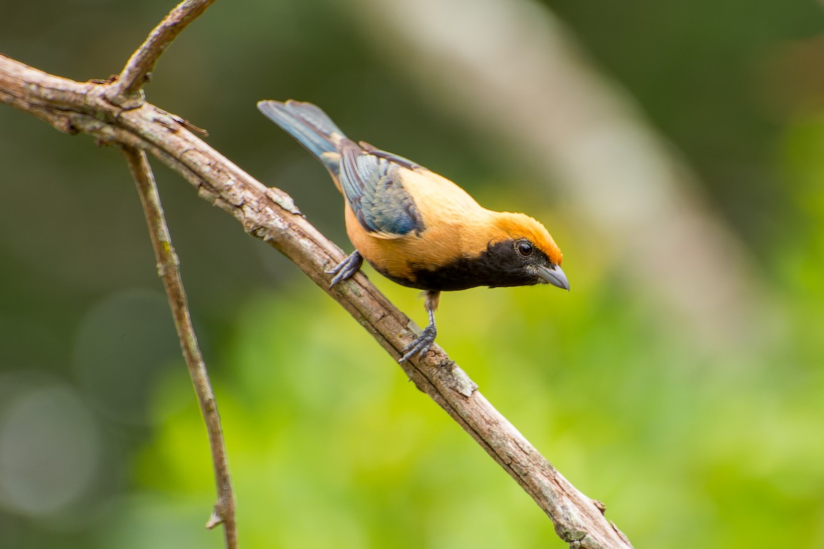 Burnished-buff Tanager - ML613633013