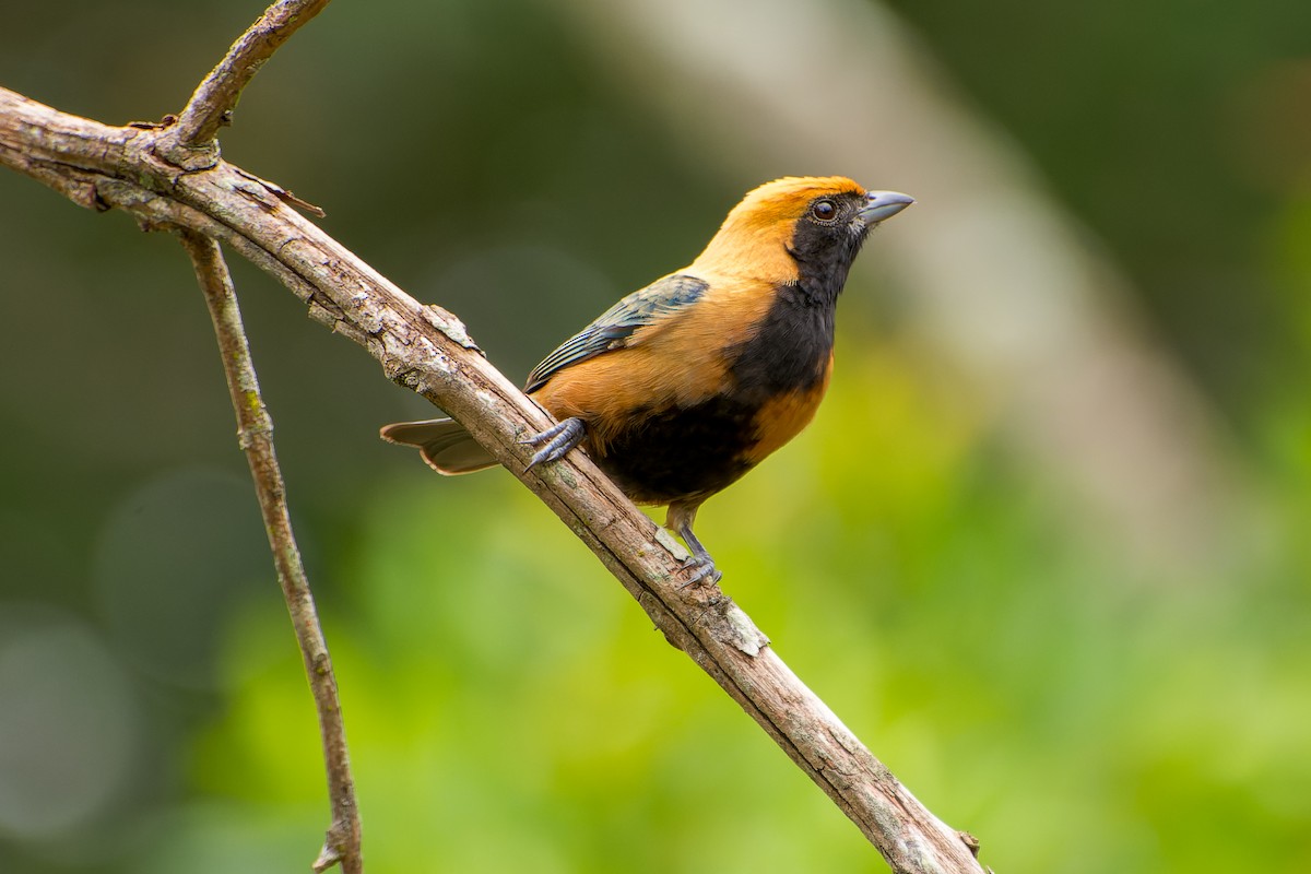 Burnished-buff Tanager - ML613633016