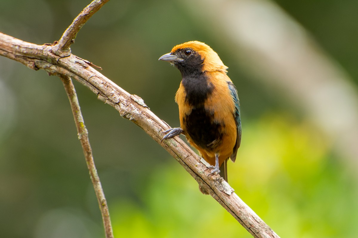 Burnished-buff Tanager - ML613633017