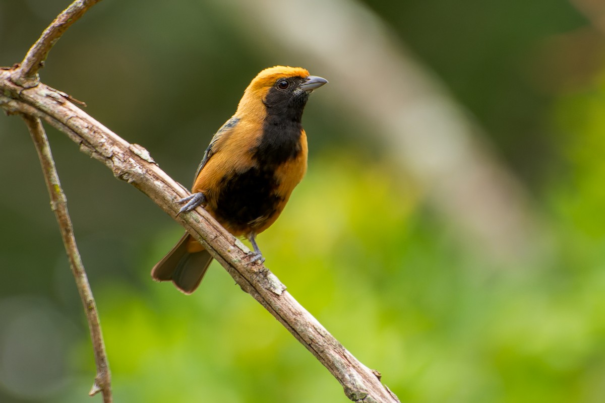 Burnished-buff Tanager - ML613633019