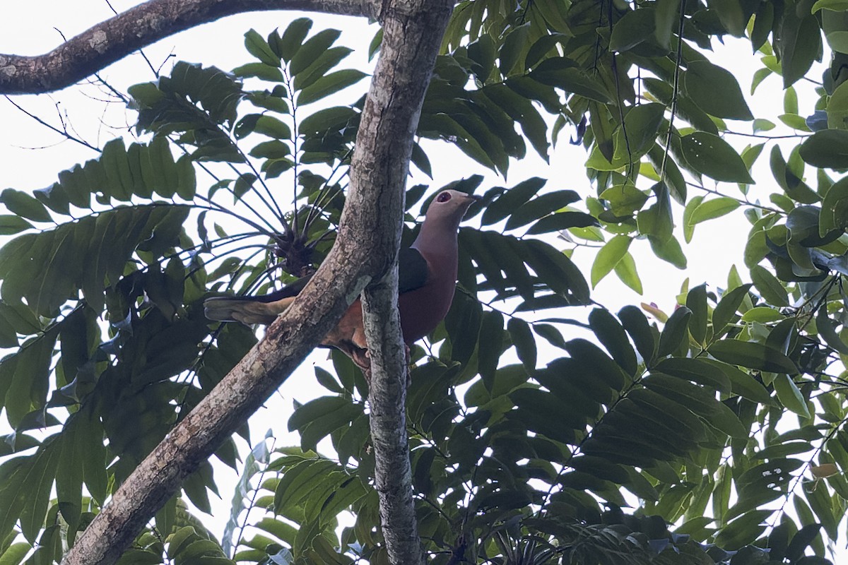 Purple-tailed Imperial-Pigeon - ML613633098