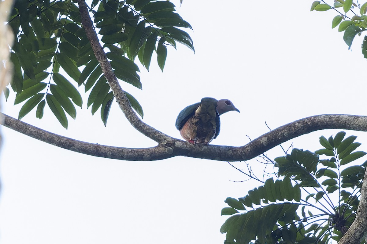 Purple-tailed Imperial-Pigeon - ML613633099