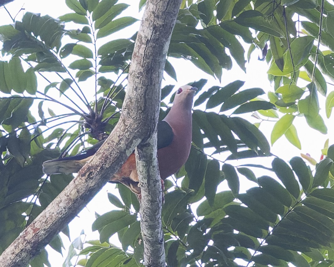 Purple-tailed Imperial-Pigeon - ML613633100