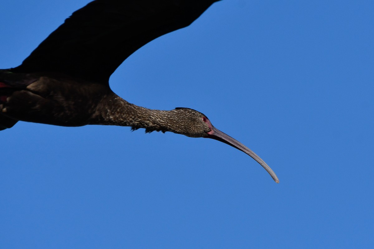 ibis americký - ML613633166
