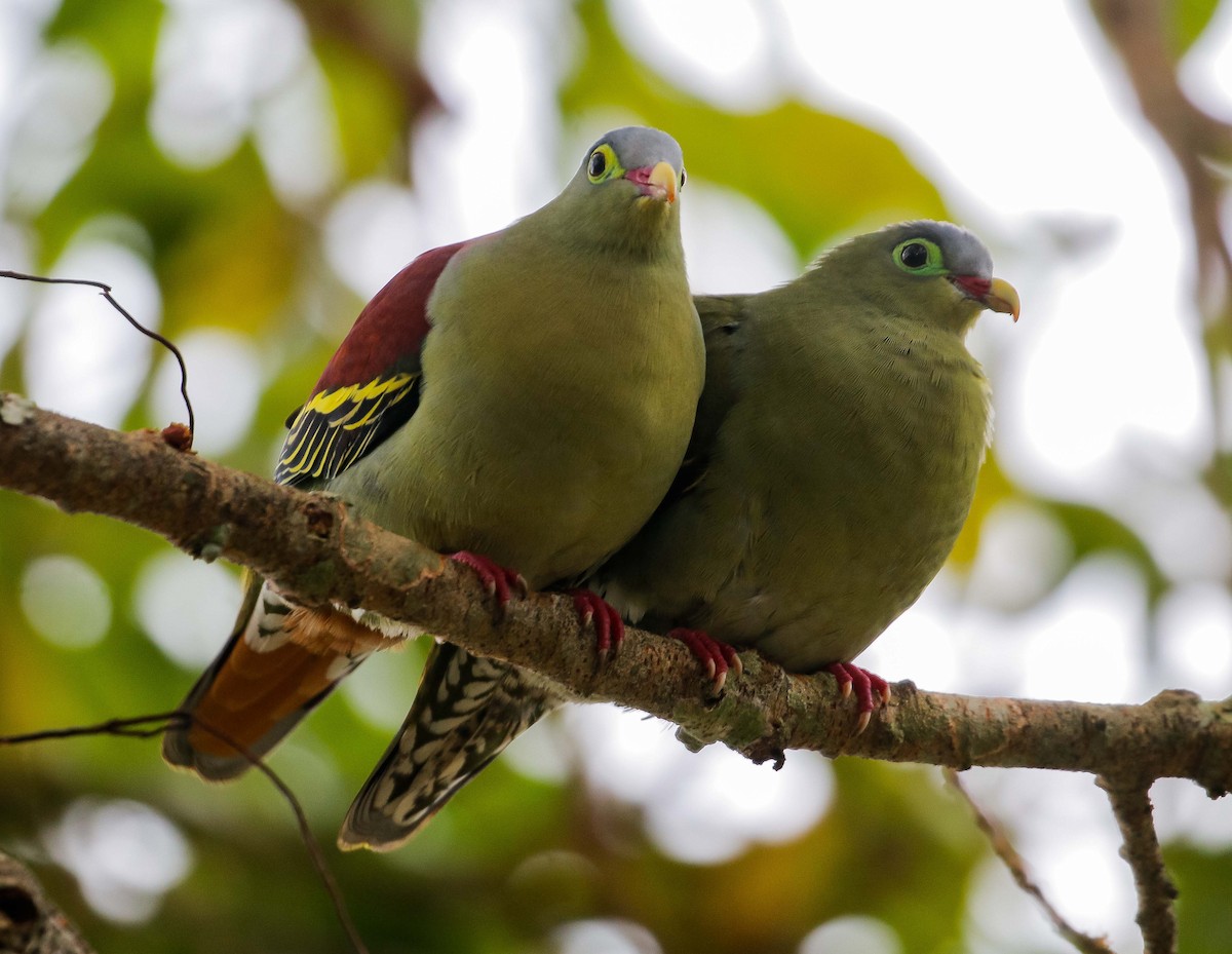 Thick-billed Green-Pigeon - ML613633191