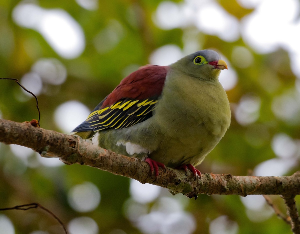 Thick-billed Green-Pigeon - ML613633194