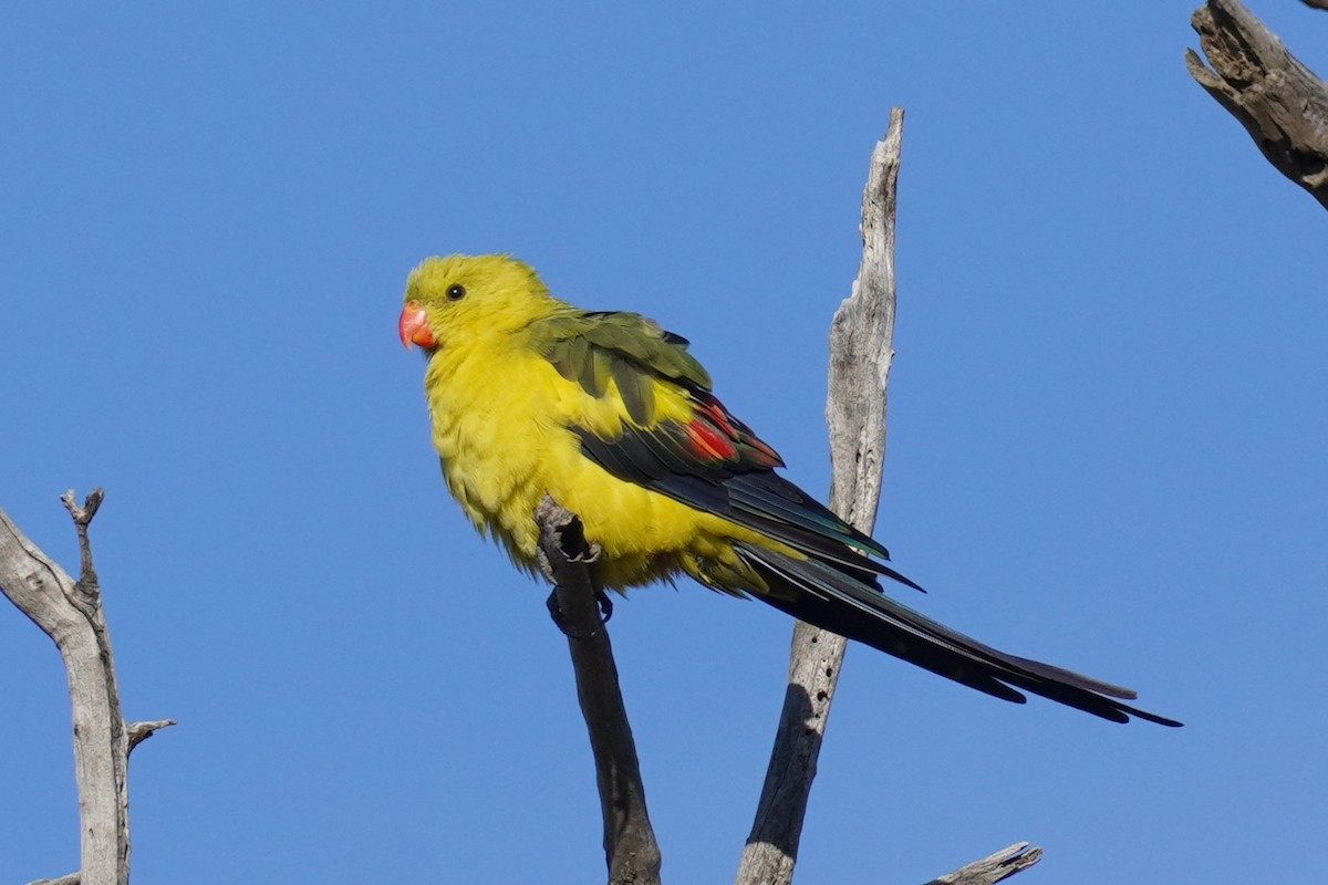 papouškovec žlutokřídlý - ML613633199