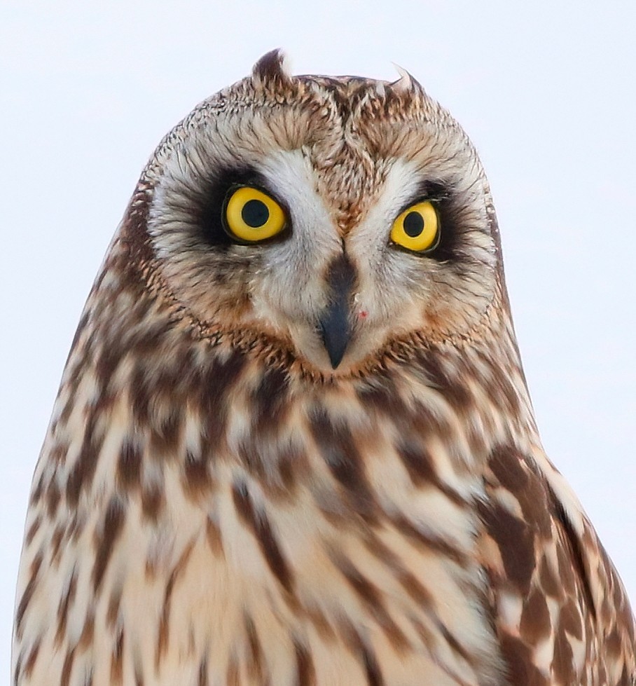 Short-eared Owl - ML613633227