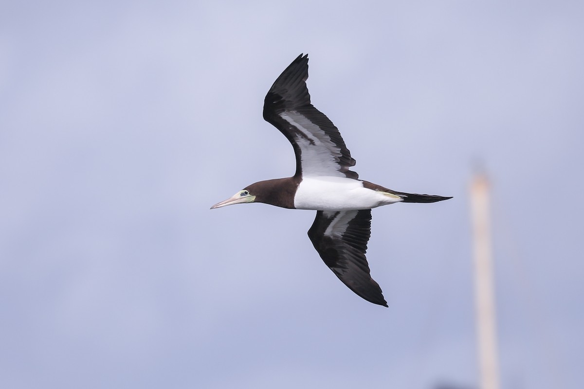 Brown Booby - ML613633384
