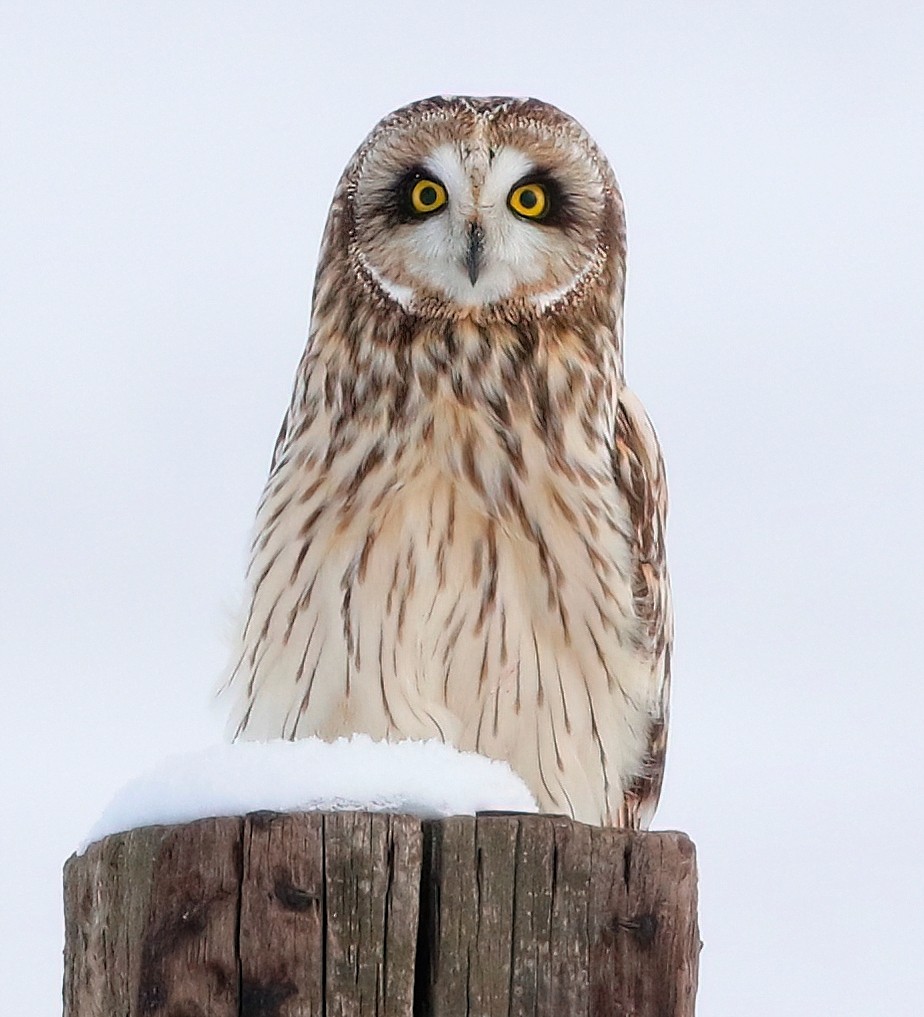 Short-eared Owl - ML613633469