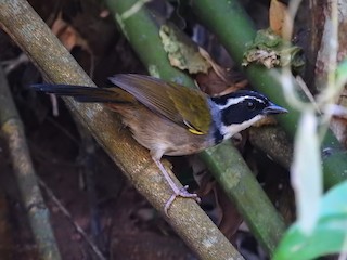  - Caracas Brushfinch