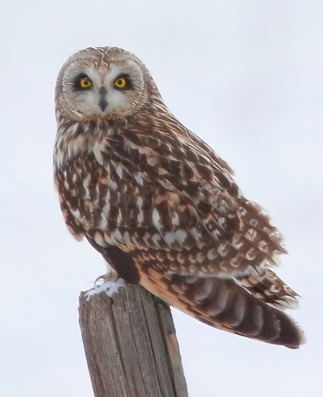Short-eared Owl - ML613633607