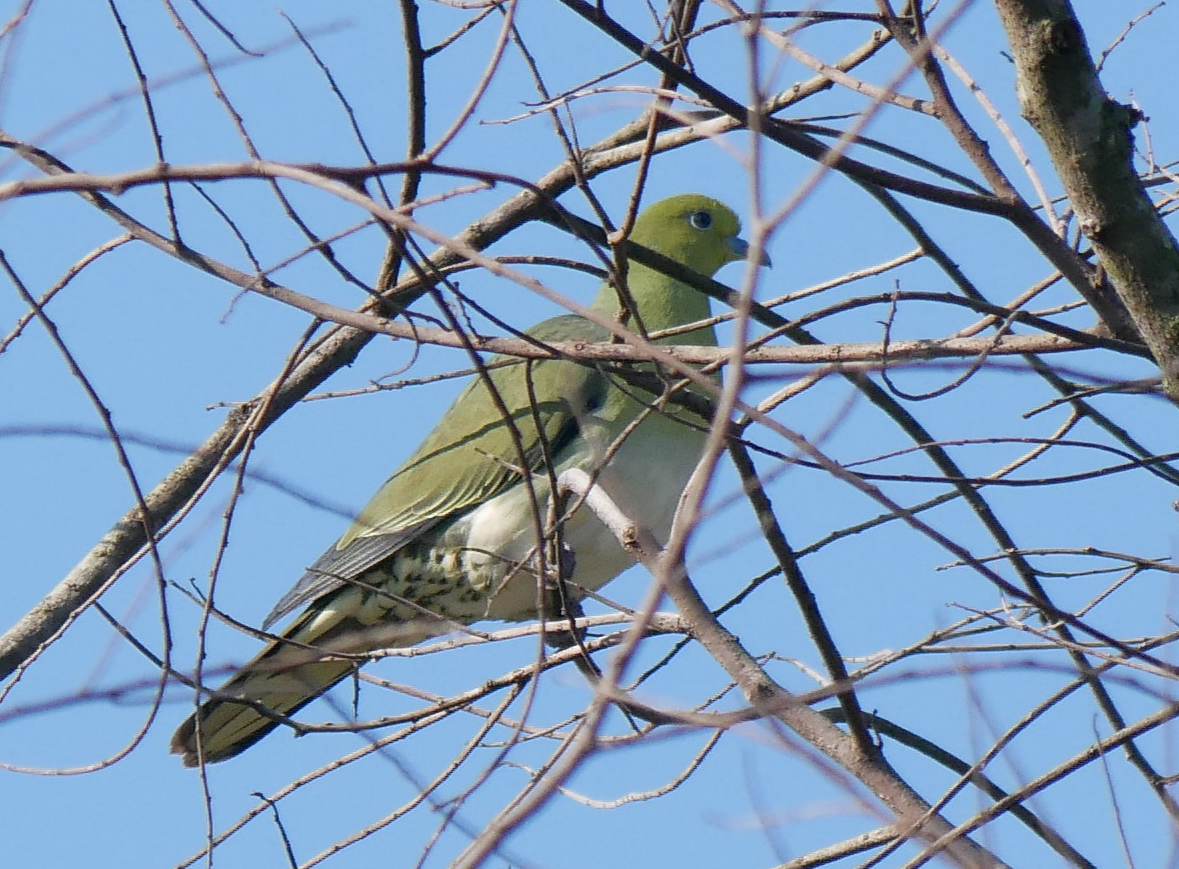 Японский зелёный голубь - ML613633832