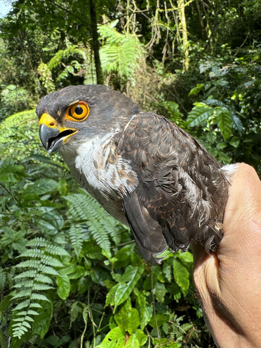 Red-thighed Sparrowhawk - ML613634106