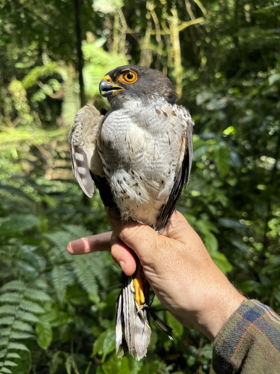 Red-thighed Sparrowhawk - ML613634108